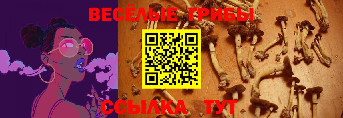 Псилоцибиновые грибы Psilocybine cubensis Озёры